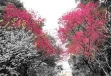 沪尾樱花大道7