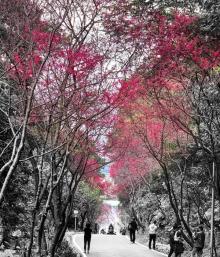 沪尾樱花大道5