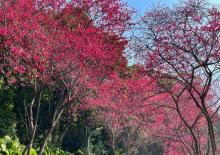 沪尾樱花大道1