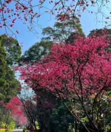 沪尾樱花大道3