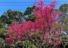 沪尾樱花大道2