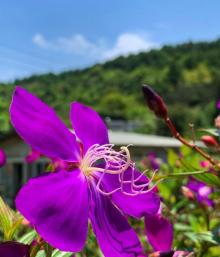 竹子湖18