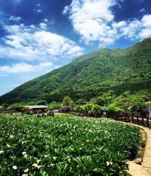 竹子湖15