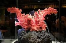 绮丽珊瑚博物馆2