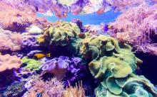 台湾海洋生物博物馆16