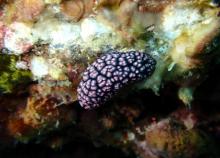 PEPS DIVE 海南活力国际潜水中心4