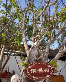 鸭公岛7