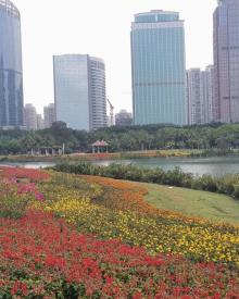 万绿园9