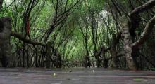 富力红树湾湿地公园10