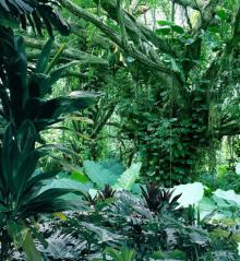 海南热带野生动植物园13