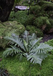 海南热带野生动植物园6