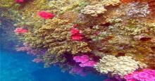 太阳湾海洋运动9
