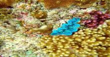 太阳湾海洋运动10