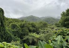 五指山热带雨林风景区19
