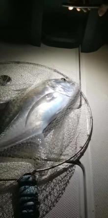 小猫钓鱼海钓俱乐部4