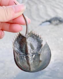 红树林天天赶海27