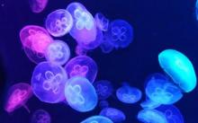 北海海底世界20