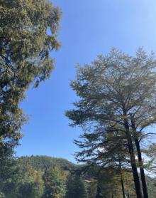 中国金钱松森林公园8