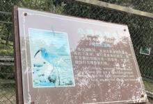 朱q岛6