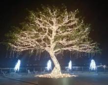 闪・森 Shine Forest8