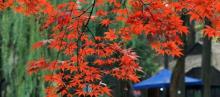 莲花庄9