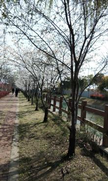 樱花公园2