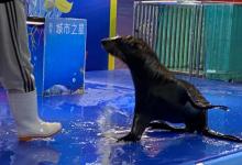 杭州西溪海狮主题乐园5
