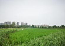 临平苗圃3