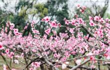 梅花洲7