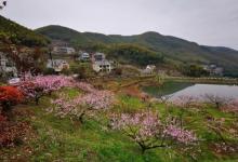 半山村6