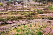 半山村12