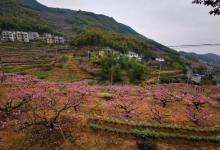 半山村5