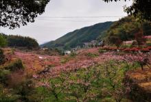 半山村10