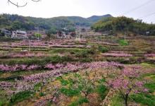 半山村15