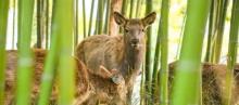 deer park鹿公园2