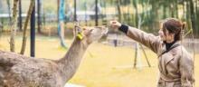 deer park鹿公园1