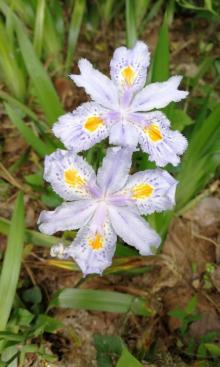 芦花荡5
