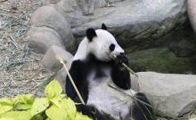 下渚湖熊猫园15
