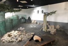 下渚湖熊猫园16