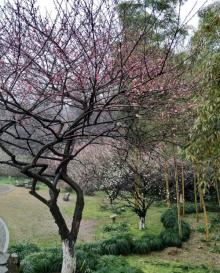 钱江新城森林公园2