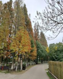 乌村12