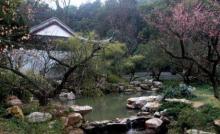 超山赏梅3