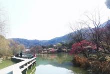 超山赏梅7