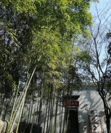 西施故里14