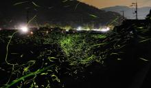 莫干山北野萤火虫景区3