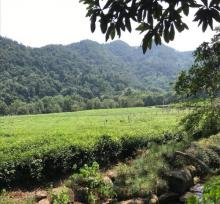 西湖龙井茶文化景区4