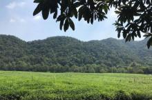 西湖龙井茶文化景区2
