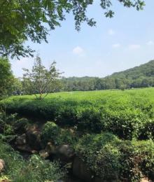 西湖龙井茶文化景区3