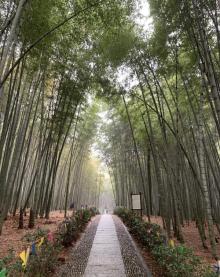 大奇山国家森林公园17