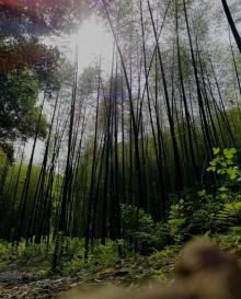 云栖竹径20